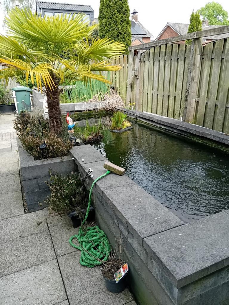 Te koop: meerdere Koi karpers, vijvertoebehoren en planten., Tuin en Terras, Vijvers, Ophalen, Gebruikt