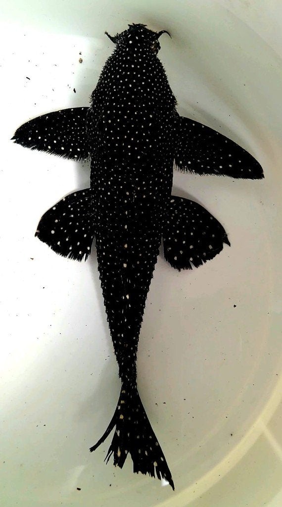 Schitterend trio L240 pleco, Vis, Zoetwatervis