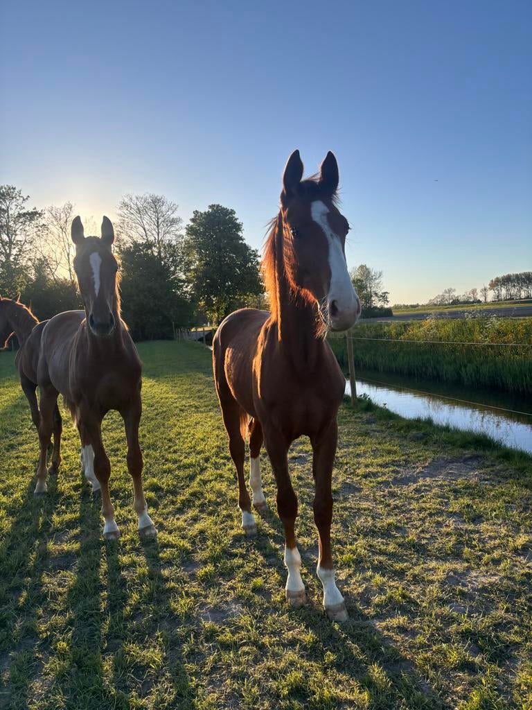 Paardenopfok / Weidegang beschikbaar, Dieren en Toebehoren, Stalling en Weidegang, Weidegang