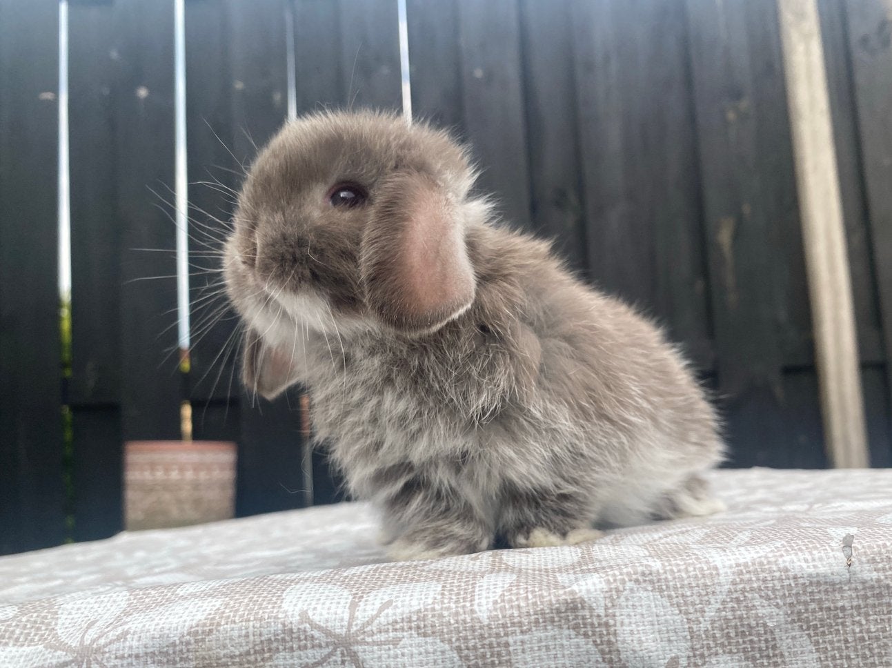 Enorm knap choco fox VC minilop rammetje, Mannelijk, Dwerg, Hangoor, 0 tot 2 jaar