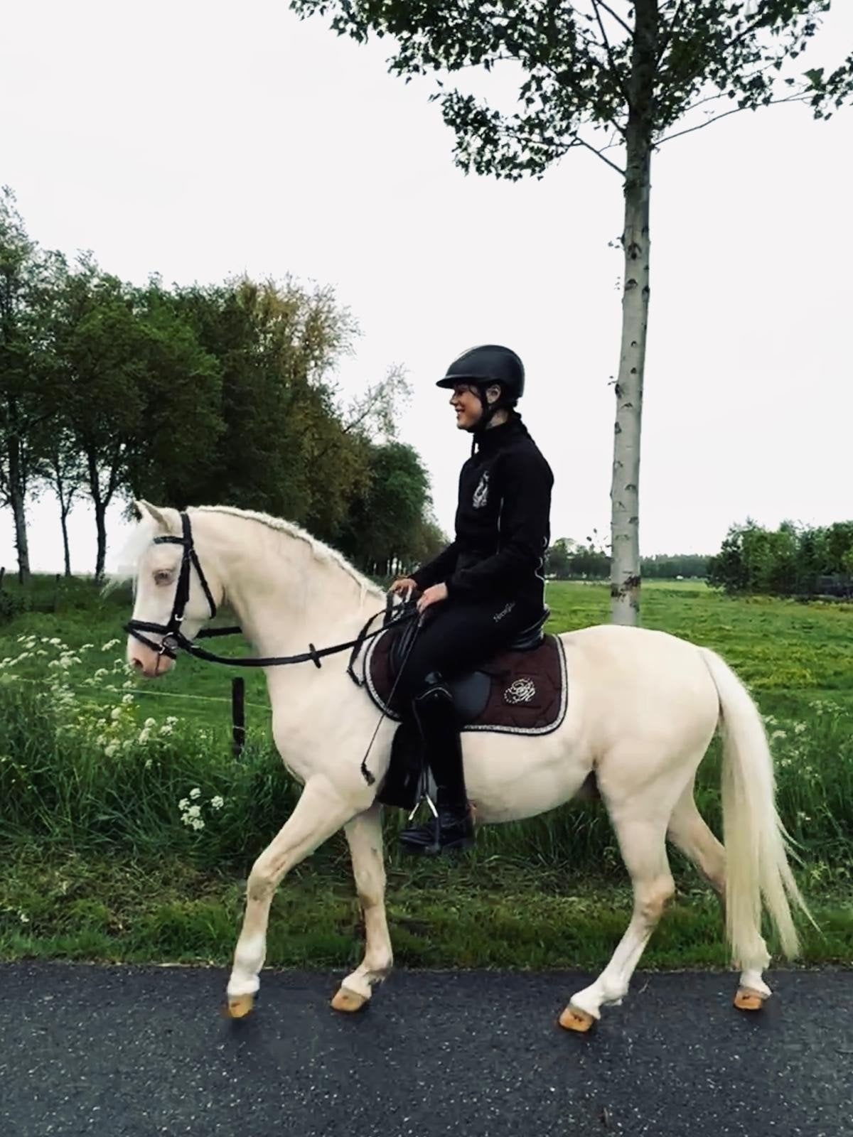Welsh B Kinder pony te lease of koop., Dieren en Toebehoren, Pony's, Ruin, Dressuurpony, 3 tot 6 jaar, C pony (1.27m tot 1.37m)