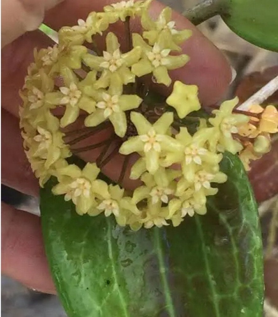 Hoya quinquenervia, Ophalen of Verzenden, Volle zon