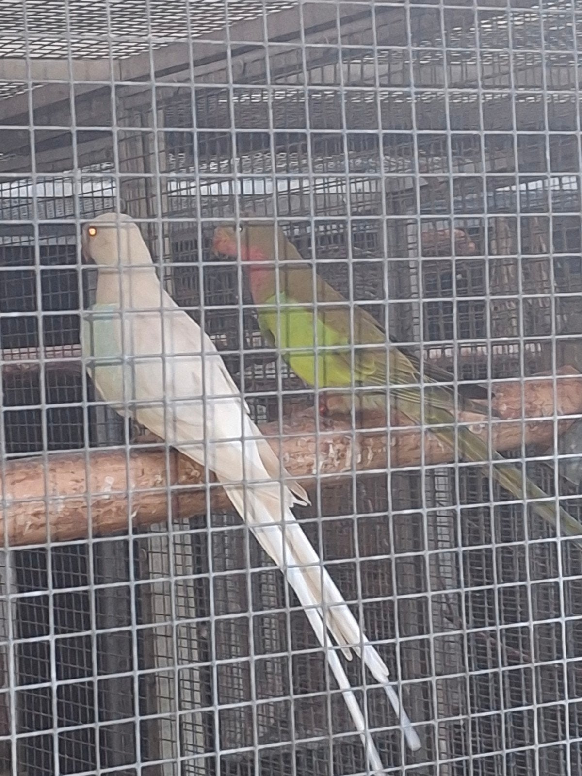 kweekstel princes of Wales, Dieren en Toebehoren, Meerdere dieren, Parkiet