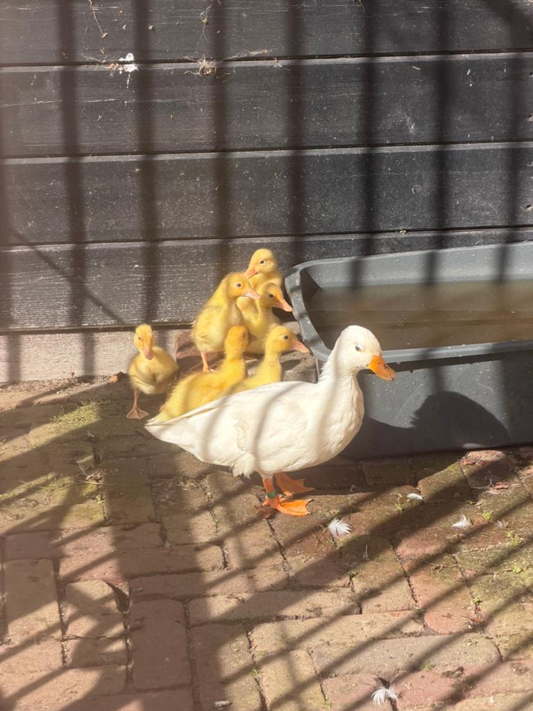Hollandse kwaker pulletjes, Dieren en Toebehoren, Pluimvee, Meerdere dieren, Kip