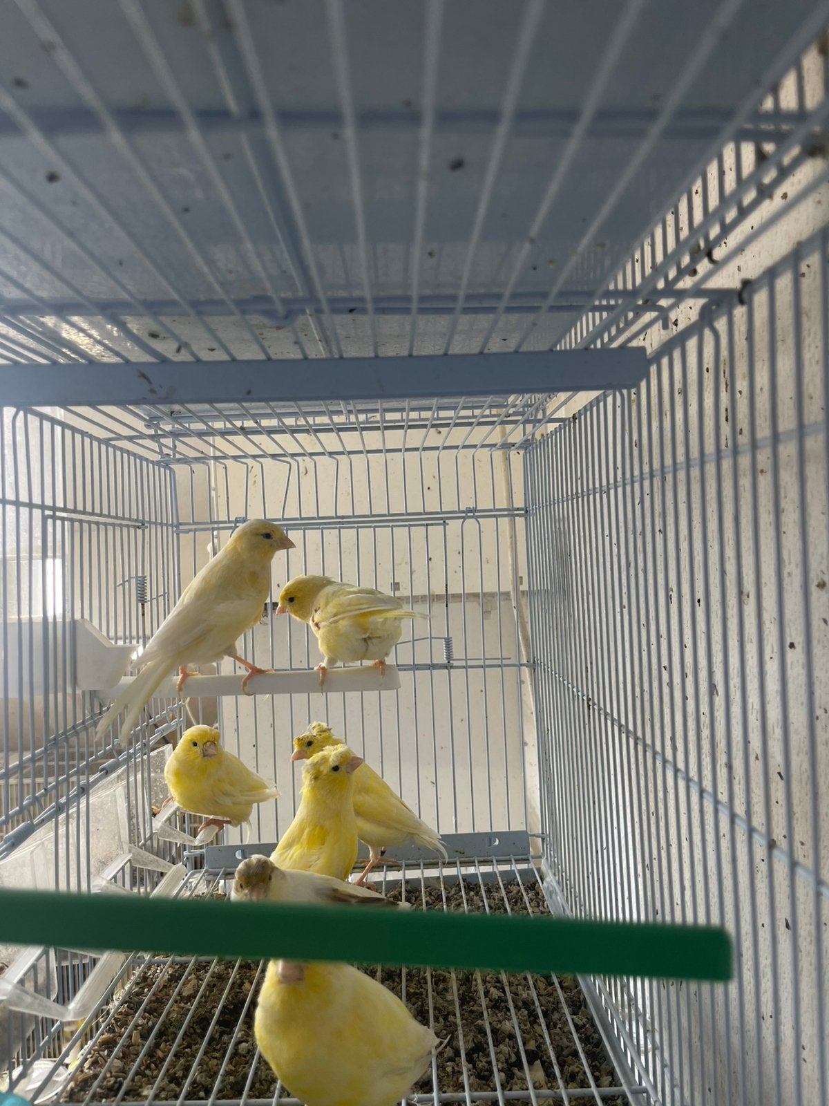 Koppelen kanaries, Dieren en Toebehoren, Vogels | Kanaries, Meerdere dieren, Kleurkanarie