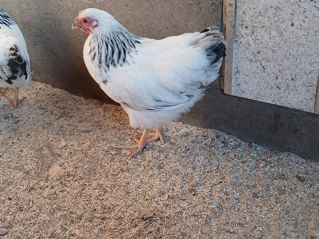 wyandotte kip kippen haan, Dieren en Toebehoren, Pluimvee, Mannelijk, Kip