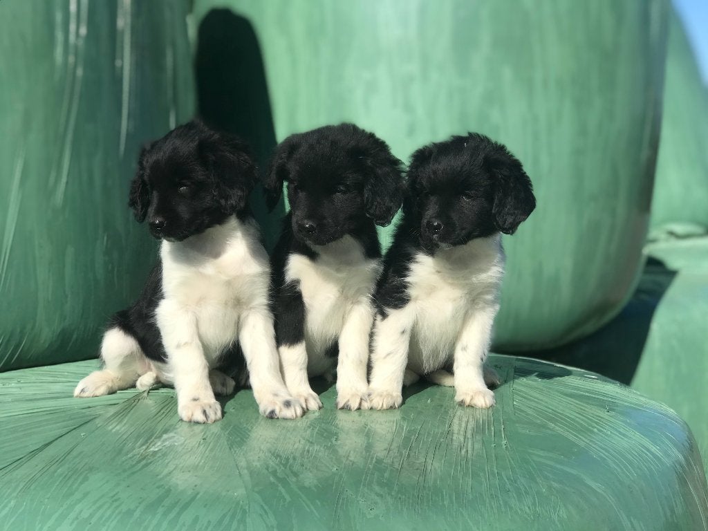 te koop: hele mooie friese stabij pups, Parvo, Overige rassen, 8 tot 15 weken, Meerdere