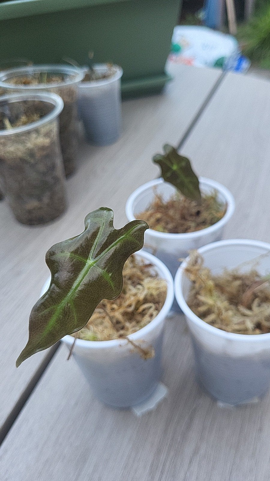 Alocasia Sanderiana stekjes - Geworteld en klaar voor groei, Overige soorten, In pot, Minder dan 100 cm, Groene kamerplant