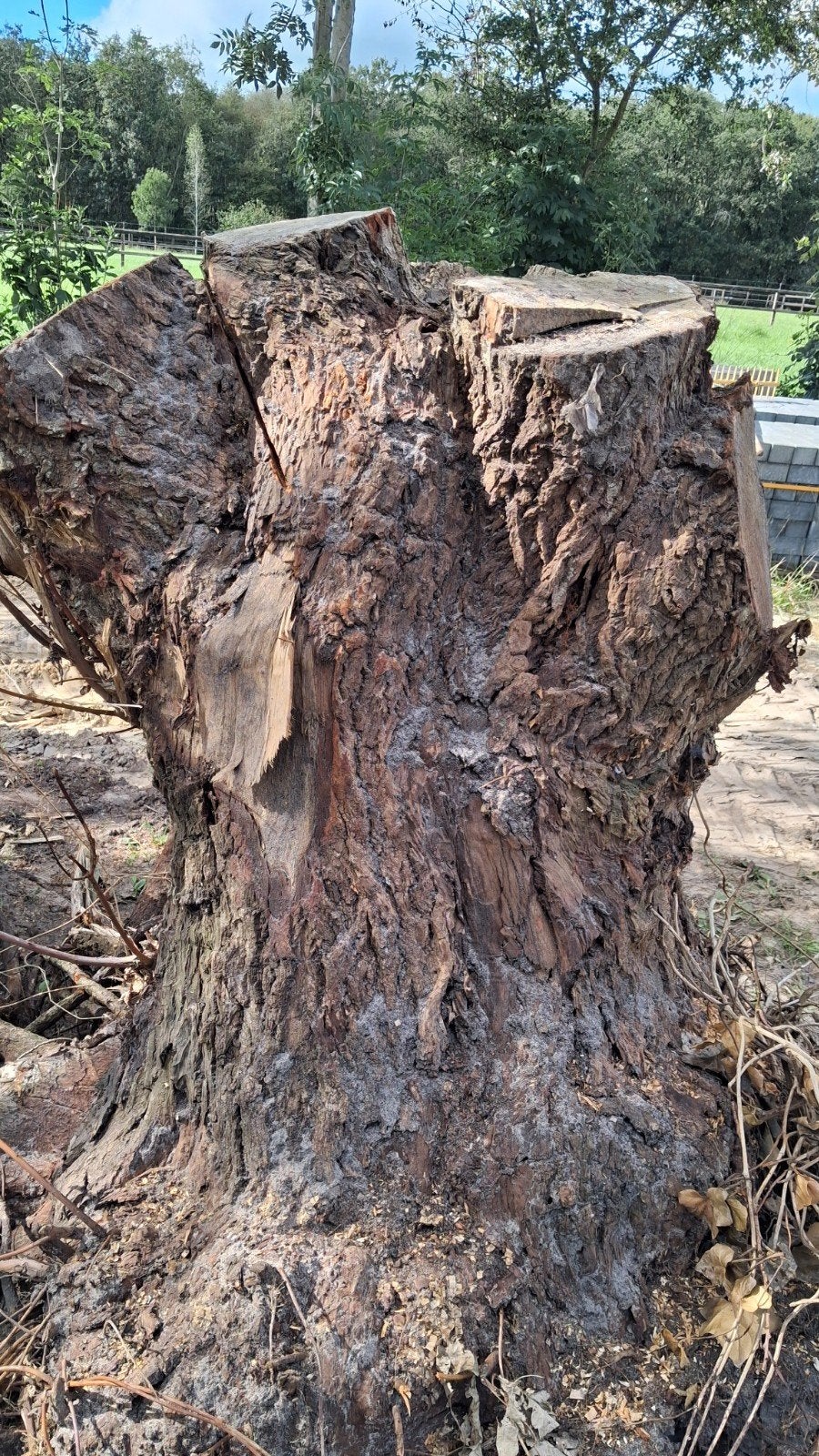 boomstammen haardhout gratis, 3 tot 6 m³, Ophalen