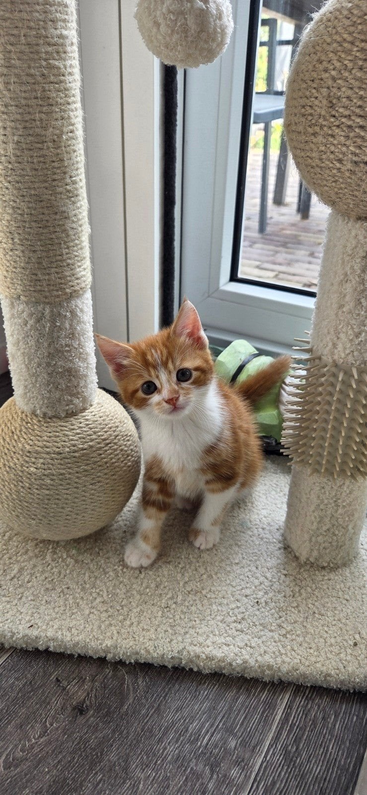 Super mooie lieve rode kitten te koop, Meerdere dieren