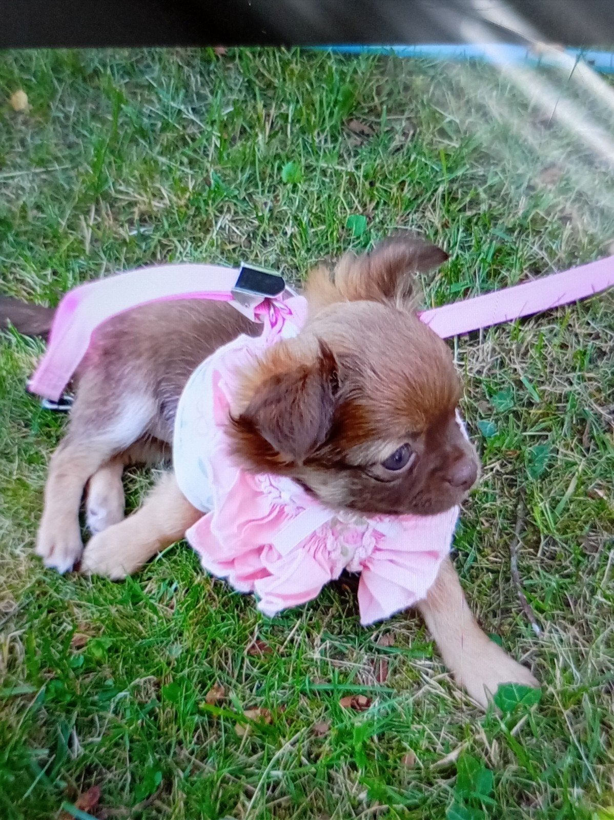 Chihuahua teefje ZSM nieuw huisje gezocht, Dieren en Toebehoren, Honden | Chihuahua's en Gezelschapshonden, 8 tot 15 weken, Teef