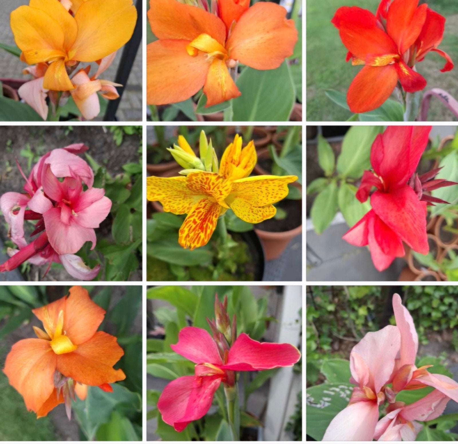 Partij 30 canna planten, nu 45-55 cm hoog, tegen bloei aan, Ophalen, Overige soorten, Volle zon