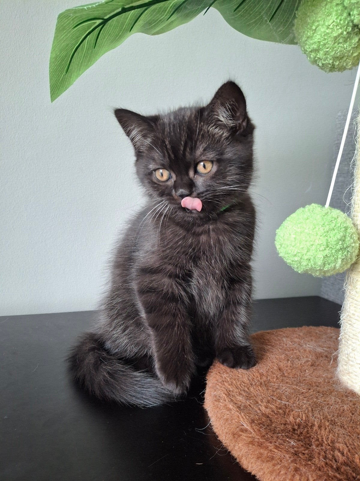 Nog 1 kater beschikbaar (Black Tabby Britse Korthaar), Dieren en Toebehoren, Kater, Gechipt, 0 tot 2 jaar