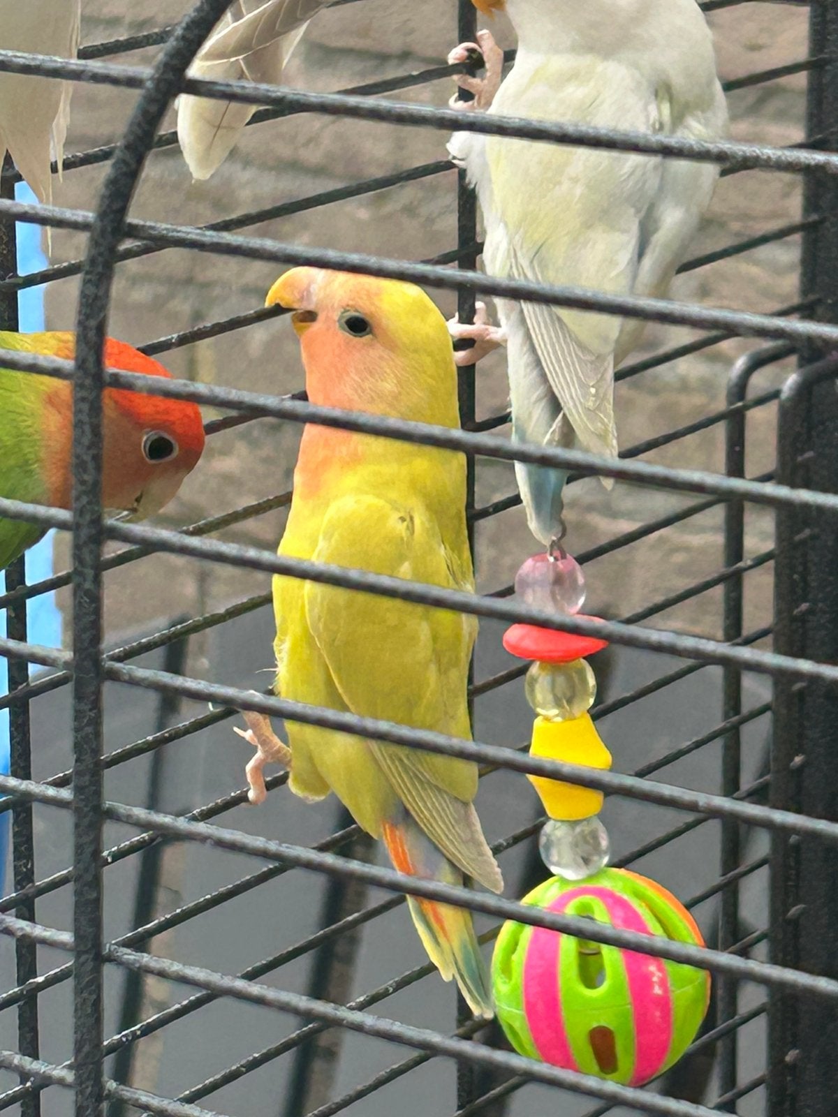 Jonge agapornissen te koop, Dieren en Toebehoren, Vogels | Parkieten en Papegaaien, Geslacht onbekend, Dwergpapegaai of Agapornis