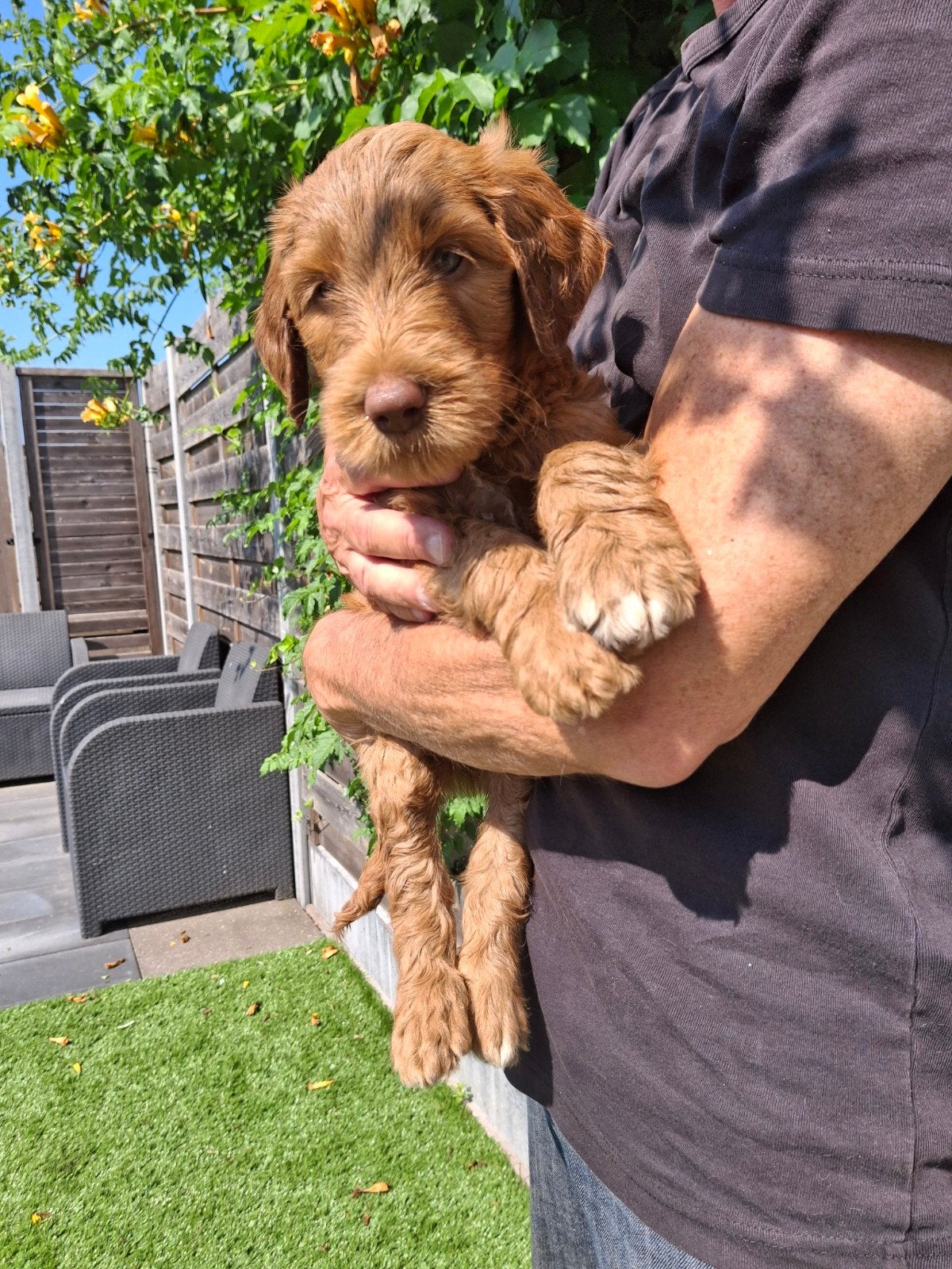 Karma AUSTRALIAN COBBERDOG reutje, Parvo, 8 tot 15 weken, Eén hond, Nederland