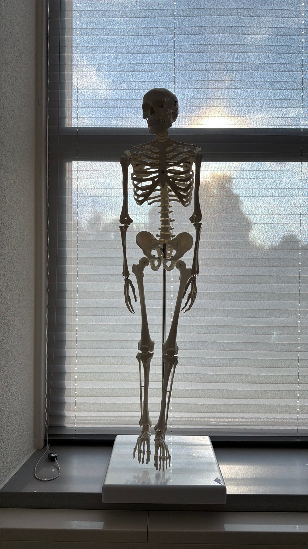 Anatomie model / skelet, Ophalen, Zo goed als nieuw