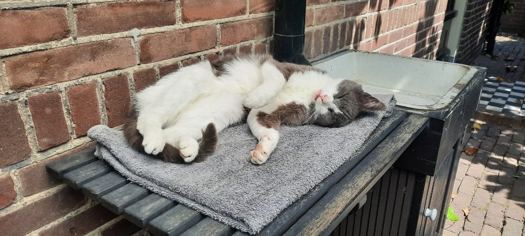Kareltje zoekt een fijn huisje!, Kater, Kortharig, 6 jaar of ouder