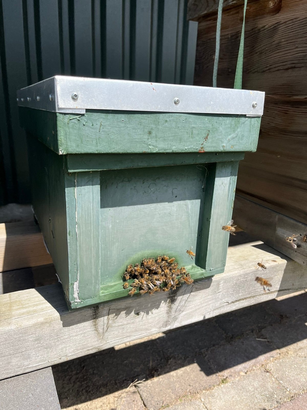 Bijenvolk, Dieren en Toebehoren, Bijen