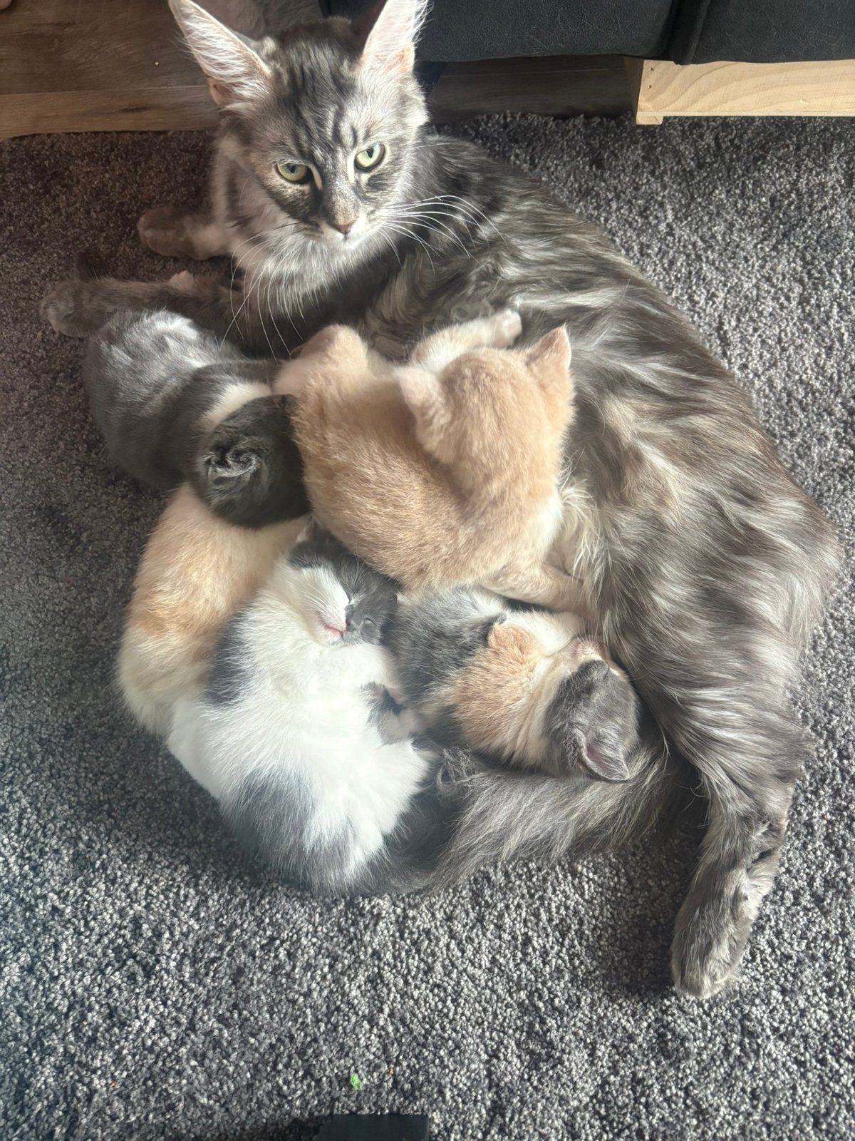 Kittens Maine coon mix  Britse korthaar, Poes