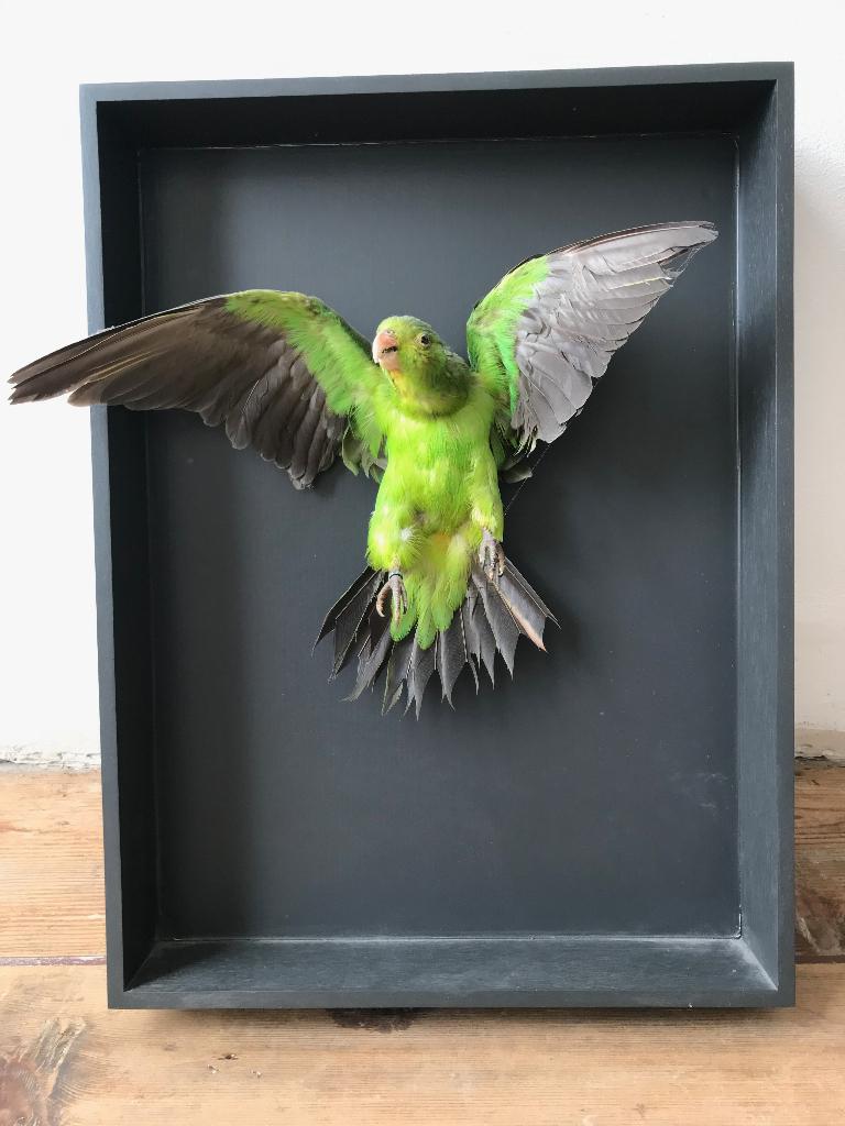 taxidermy dwerg papegaai in lijst, Ophalen, Zo goed als nieuw, Vogel, Opgezet dier