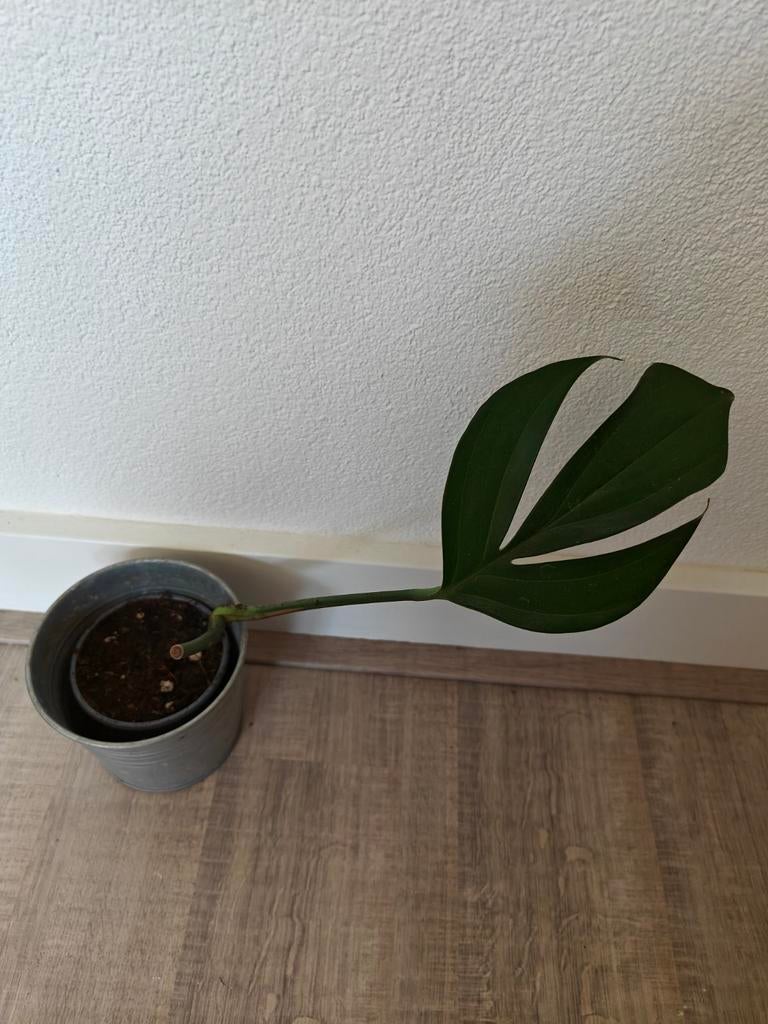Philodendron Dragontail, Ophalen of Verzenden