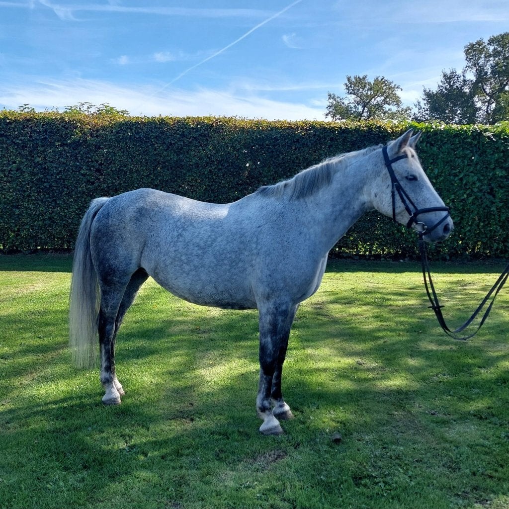 Te koop 5-jarige D-pony, Merrie, Zadelmak, 3 tot 6 jaar, Gechipt