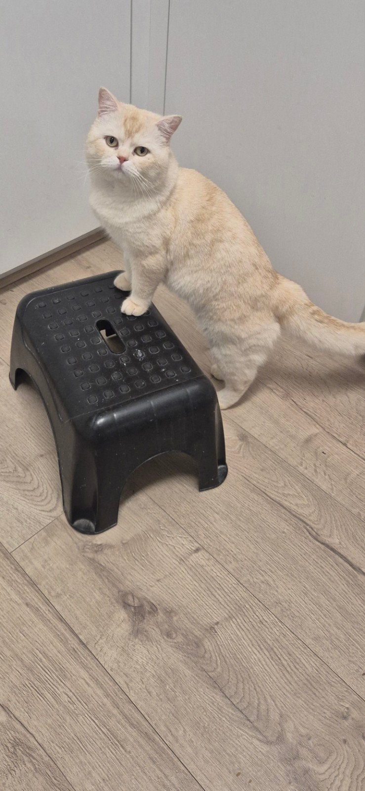 dekkater, Dieren en Toebehoren, 0 tot 2 jaar
