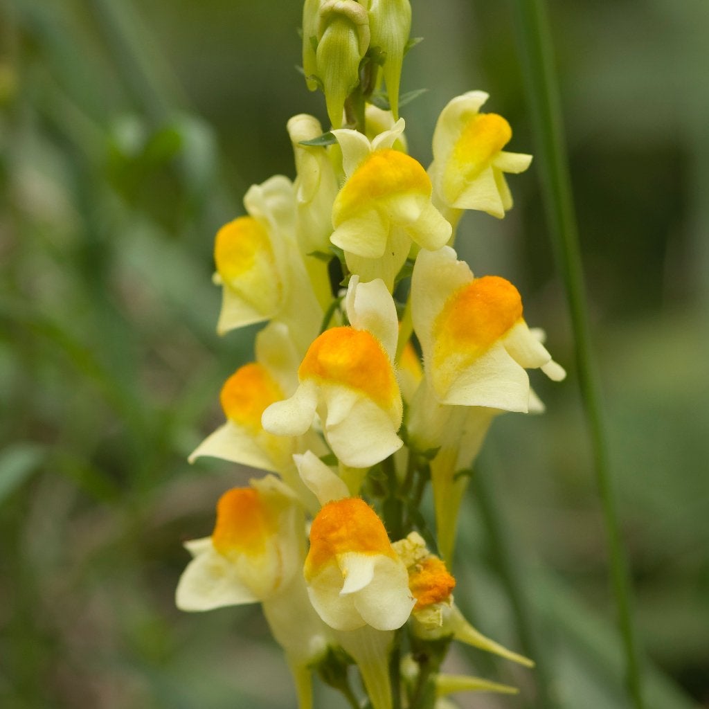 Zaden vlasbekje (Linaria vulgaris) – inheems, bio, Ophalen of Verzenden, Najaar, Volle zon, Zaad