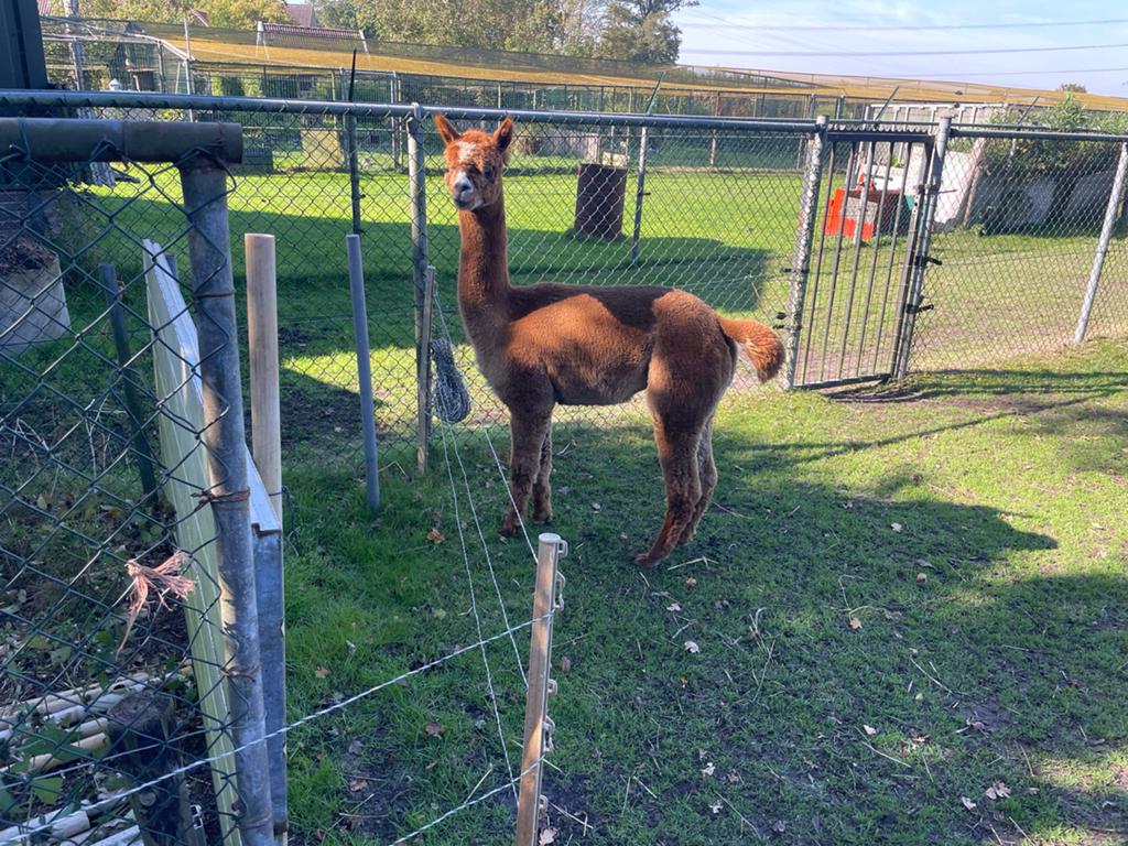 Ruil of te koop Alpaca hengst, Dieren en Toebehoren, Juni, Mannelijk