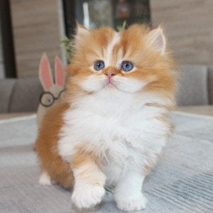 Kittens te koop