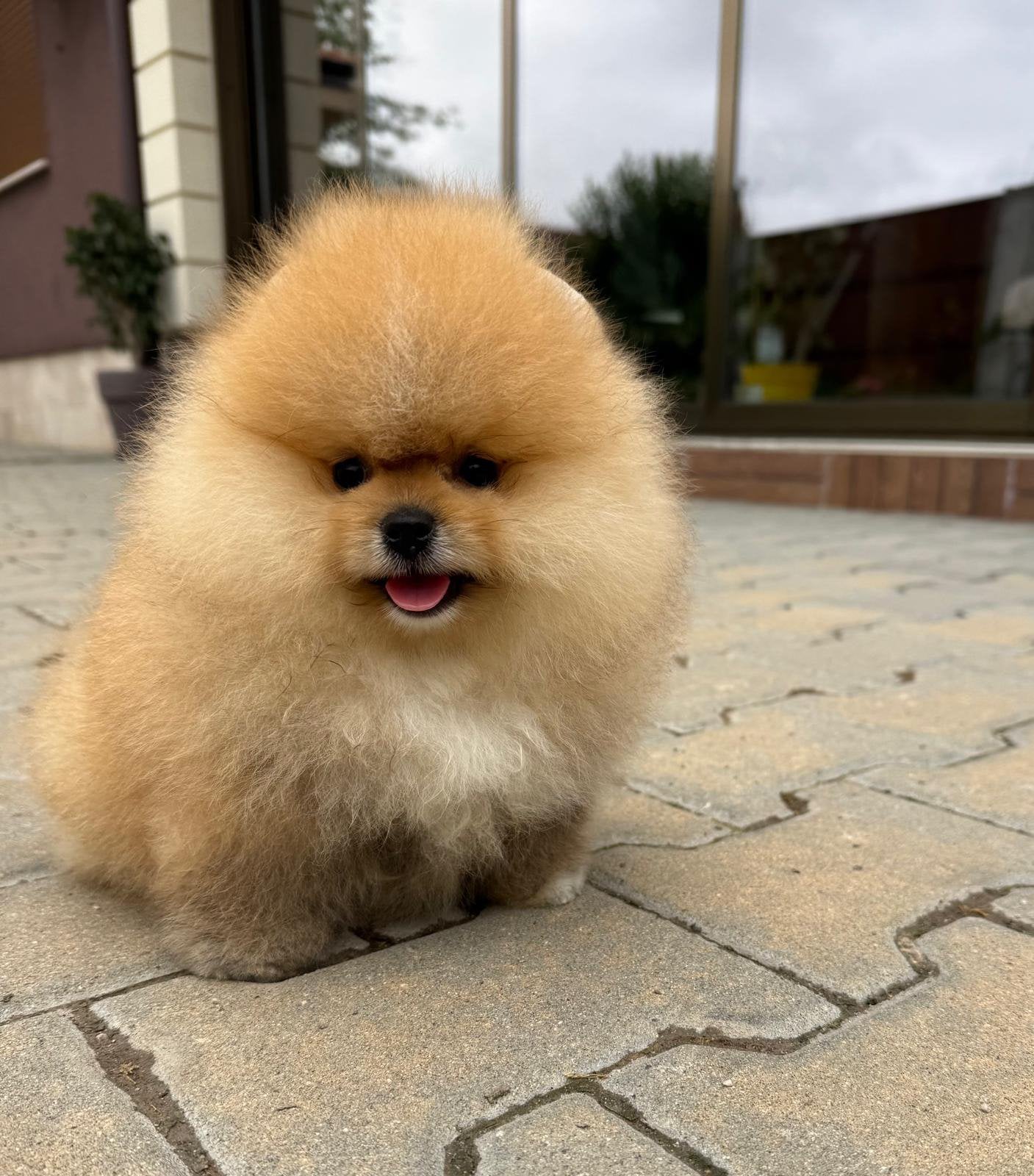 Pomeranian pups, Overige rassen, 8 tot 15 weken, Buitenland, Teef