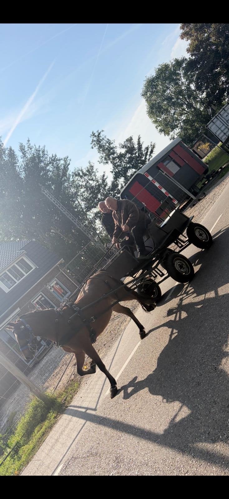 Pony Hackney te koop, Ophalen, Recreatie