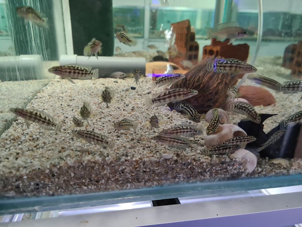 Julidochromis Marlieri Tanganyika Cichliden, Vis, Zoetwatervis
