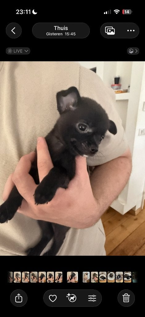 Prachtige Chihuahua pups, Dieren en Toebehoren, 8 tot 15 weken, Meerdere, Meerdere dieren, Chihuahua