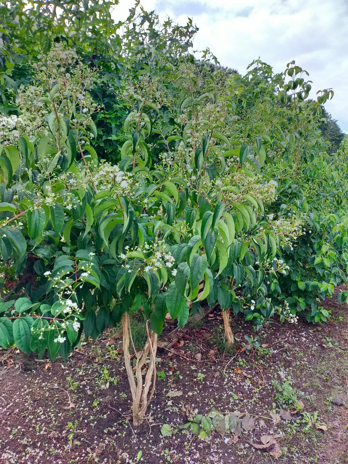 Heptacodium 150-175 cm, Herfst, Overige soorten, 100 tot 250 cm, Ophalen