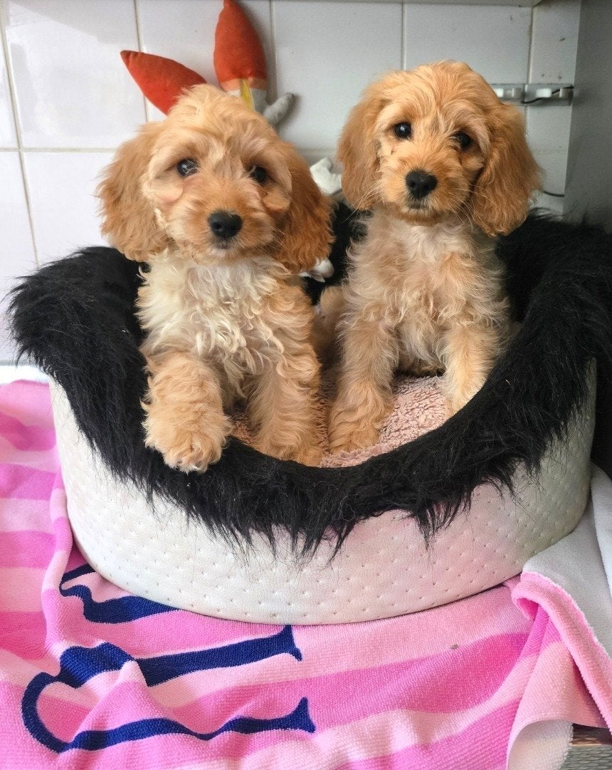 cockapoo pups f1, Overige rassen, CDV (hondenziekte), 8 tot 15 weken, Meerdere