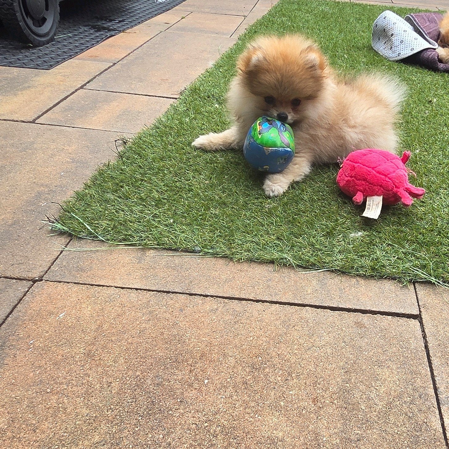 Pomeriaan | pomeranian | dwergkees pup bearface teefje mini, Fokker | Hobbymatig, Keeshond, 15 weken tot 1 jaar, Buitenland