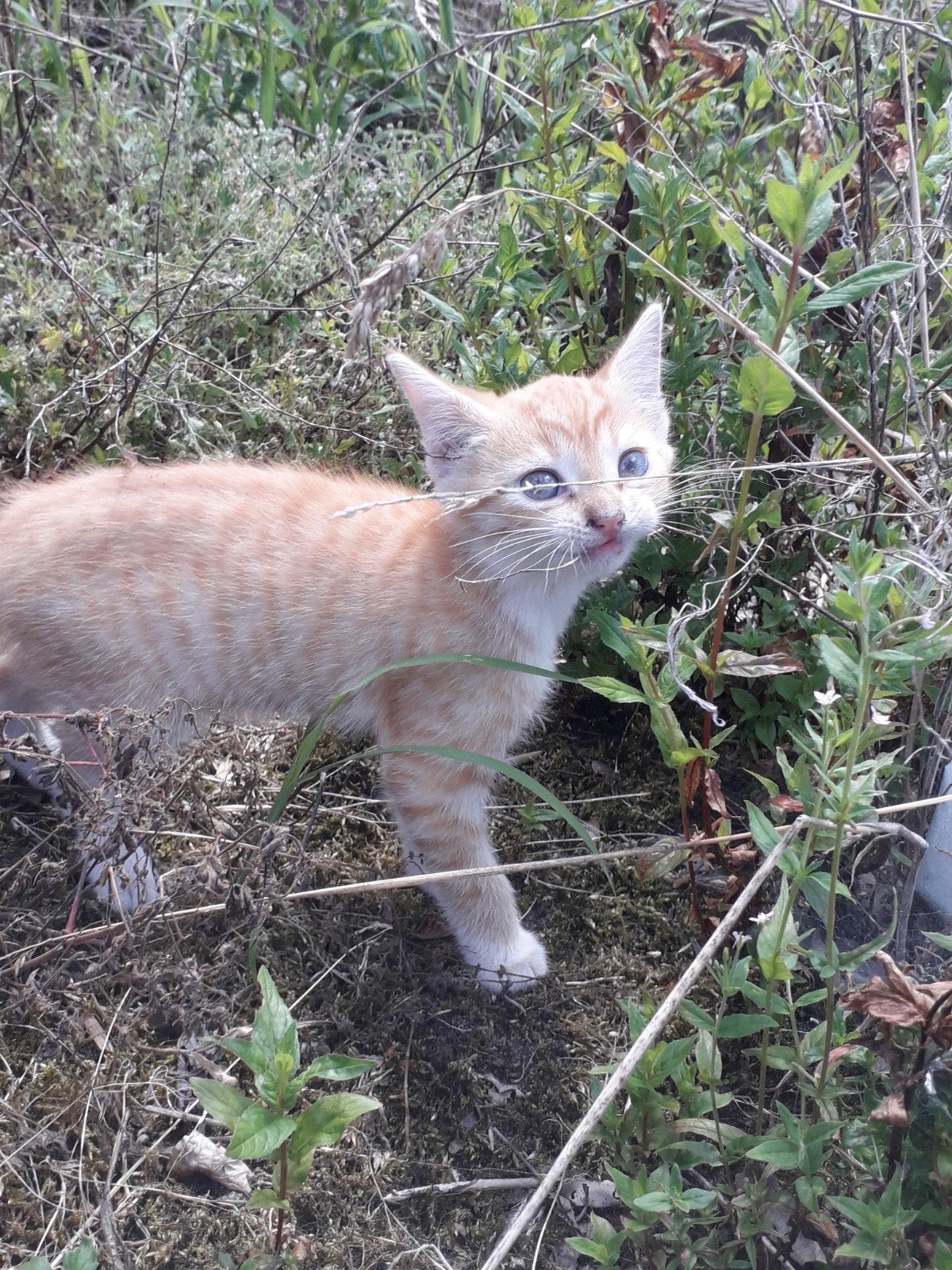 Boerderij kittens sociaal en speels .75 euro meteen ophalen, Dieren en Toebehoren, Katten en Kittens | Raskatten | Korthaar, Kater