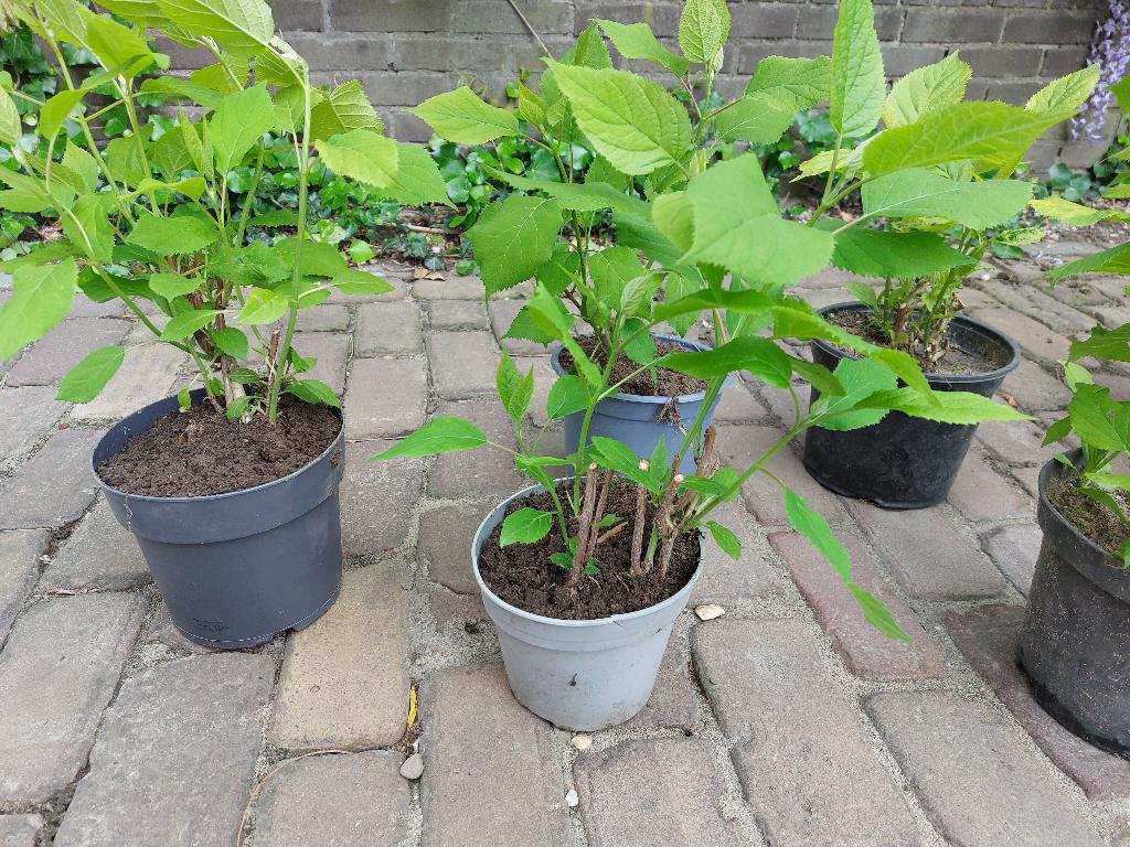 Hortensia Annabelle witte bollen pot biologisch, Overige soorten, Vaste plant, Ophalen of Verzenden, Halfschaduw