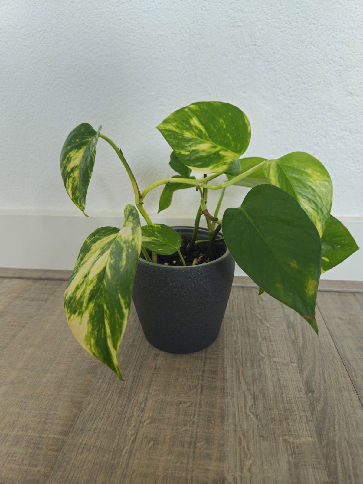 Epipremnum Aureum - Makkelijke kamerplant, Ophalen of Verzenden, Halfschaduw, Minder dan 100 cm