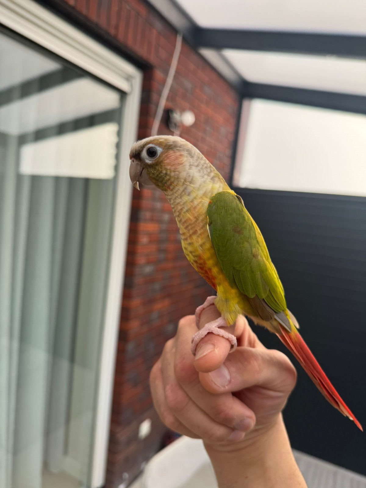2 tamme Pyrrhura Papegaaien + Grote kooi + Alle toebehoren