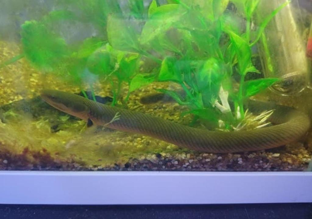 Wimpelaal, Dieren en Toebehoren, Vis
