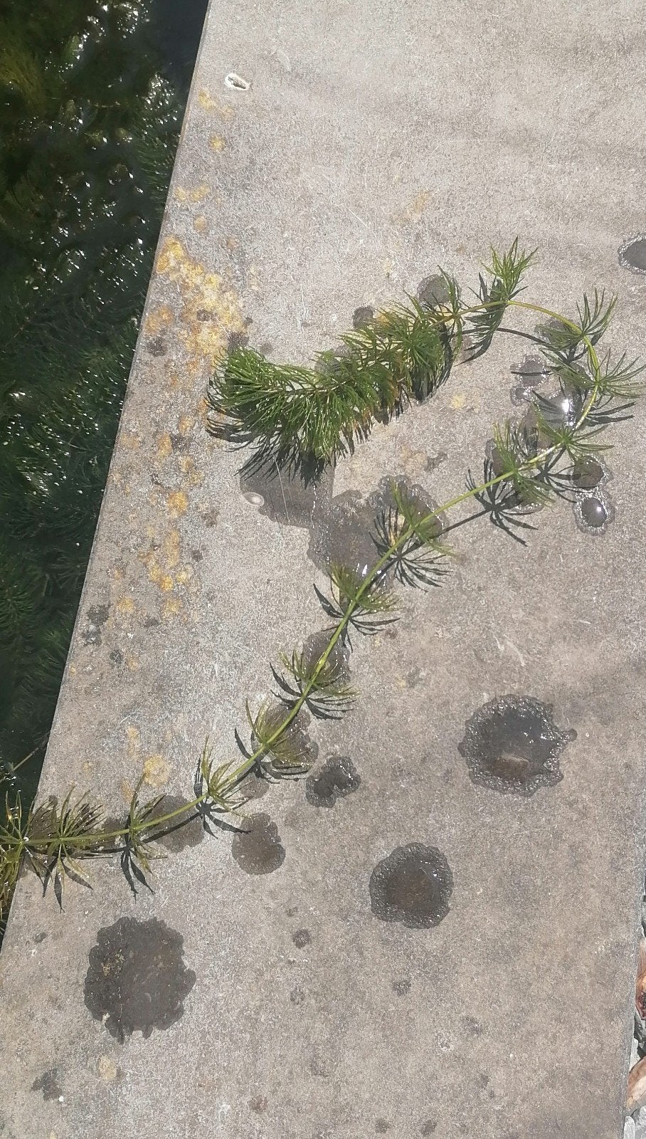 Zuurstofplanten (Hoornblad), Tuin en Terras, Vijvers, Ophalen, Nieuw
