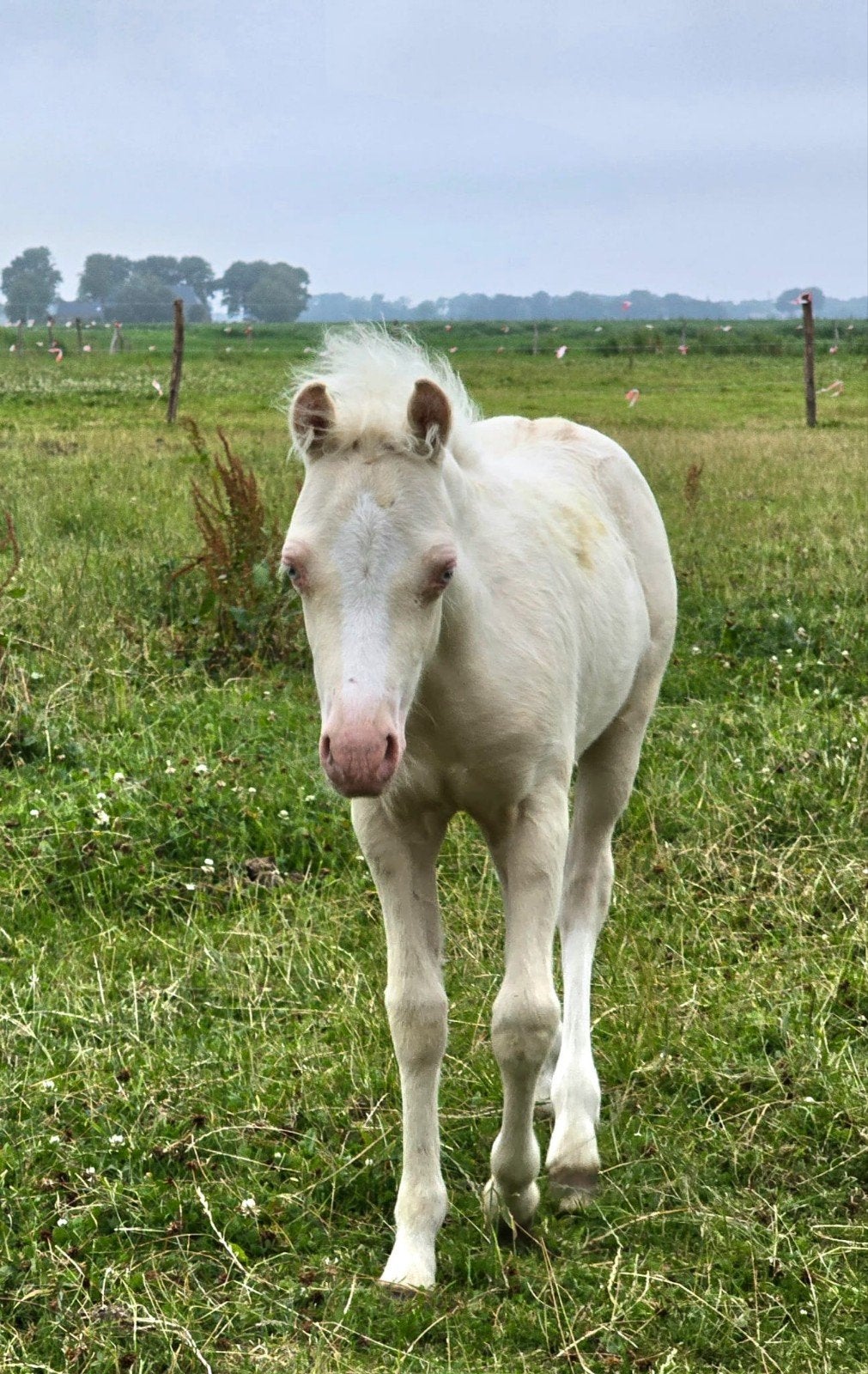 🐴 Prachtig cremello veulen, Dieren en Toebehoren, Merrie, Niet van toepassing, A pony (tot 1.17m), 0 tot 2 jaar