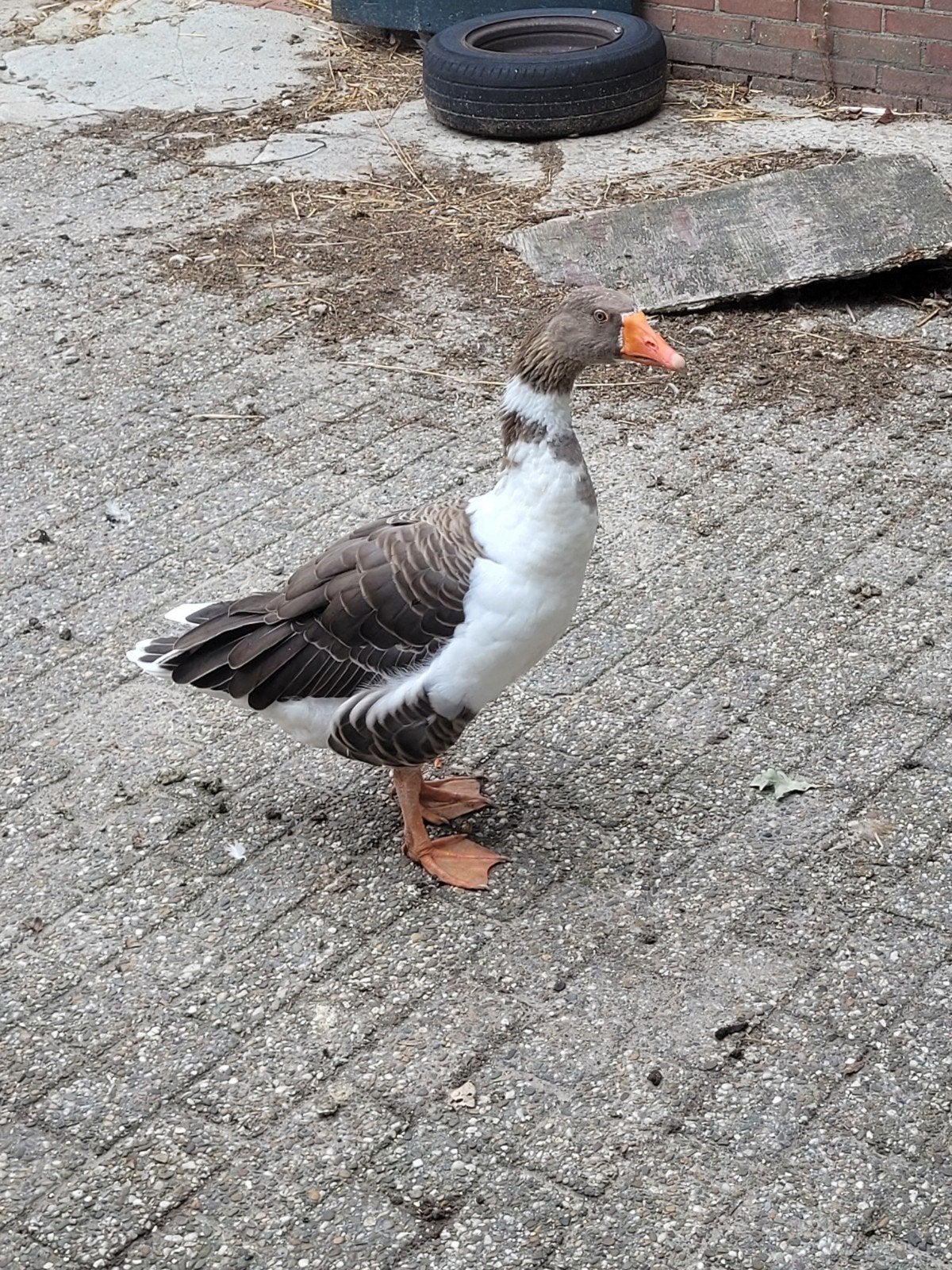 Stel ganzen zoekt warm huis met vijver, Meerdere dieren, Gans of Zwaan