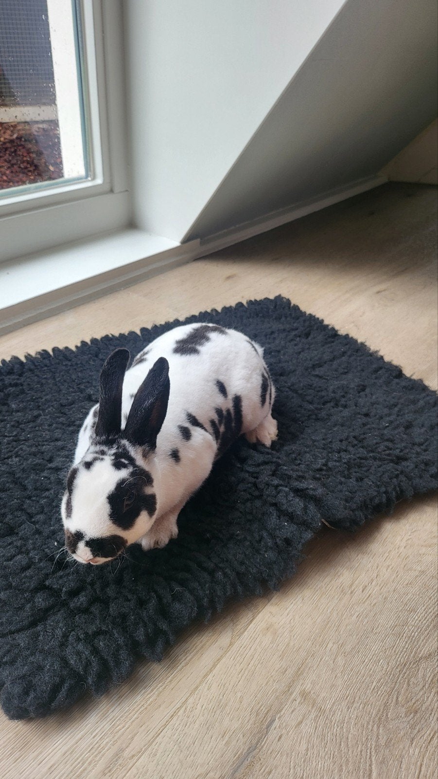 Lief tam rex dwerg rammetje, Dieren en Toebehoren, Konijnen, Mannelijk, Dwerg, 0 tot 2 jaar