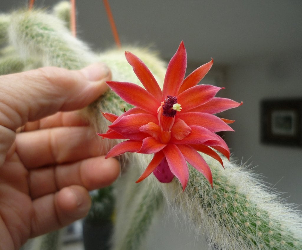 cactus - Hildewintera colademononis Monkey Tail, Ophalen of Verzenden, Cactus, Volle zon, Minder dan 100 cm