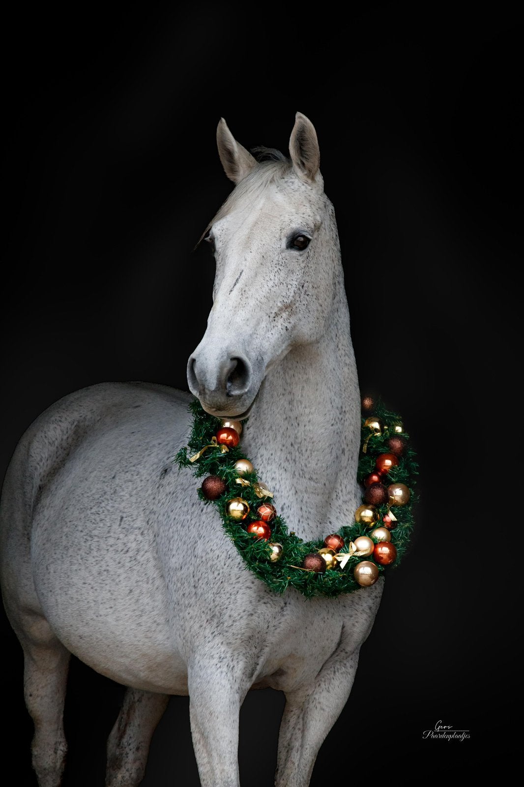 Lieve actieve merrie, Dieren en Toebehoren, L, 160 tot 165 cm, 11 jaar of ouder, Recreatiepaard