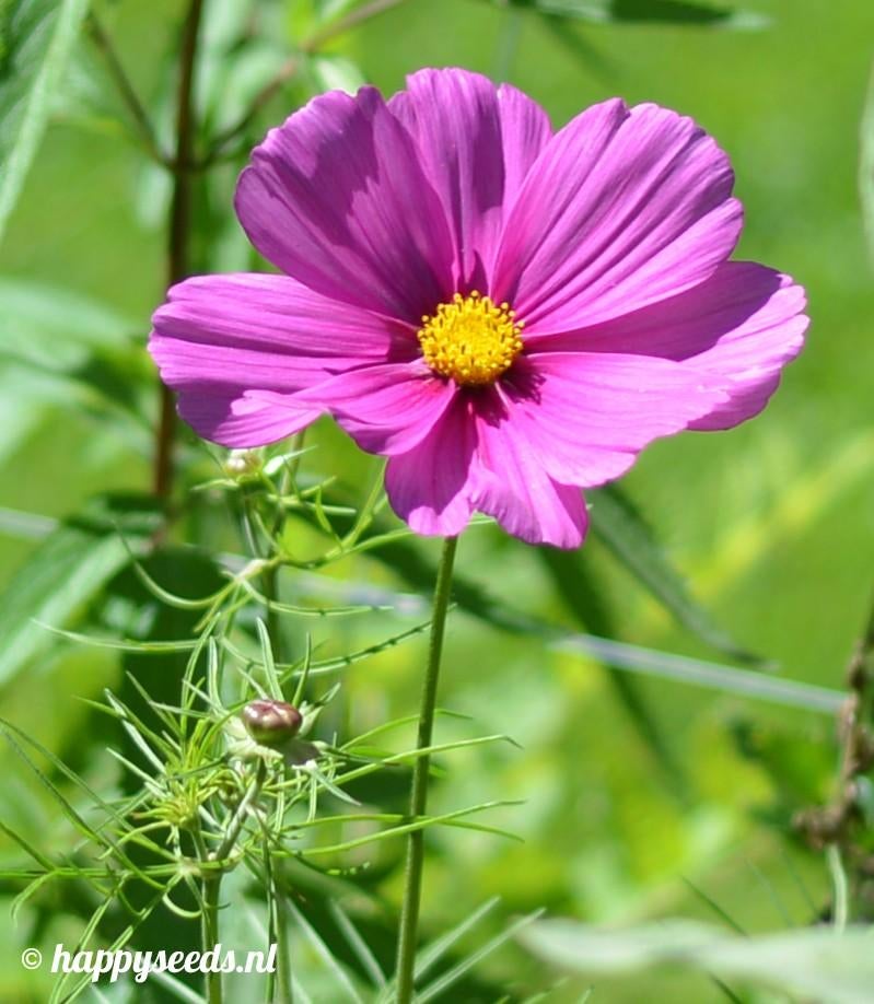 Uit de biologische moestuin: Cosmea, oranje en geel., Ophalen of Verzenden, Voorjaar, Volle zon, Zaad