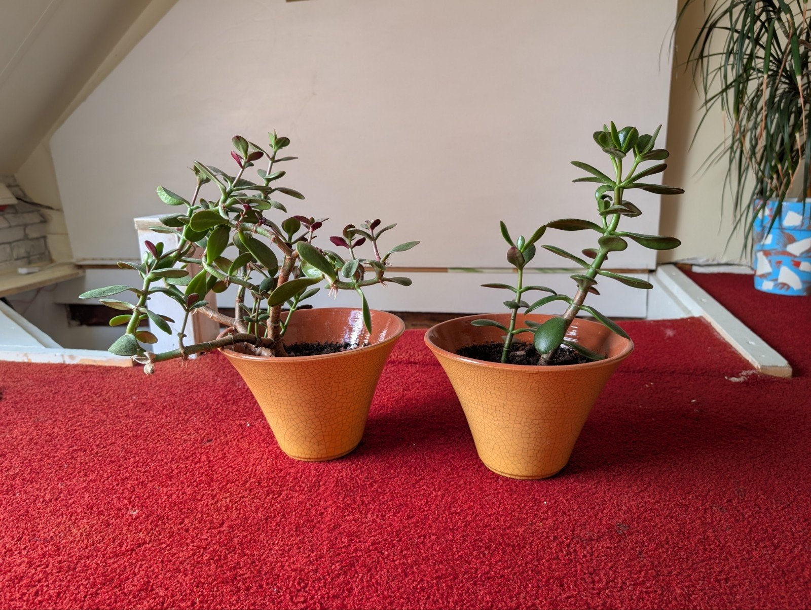 Set van 2 jade planten, Ophalen, Halfschaduw, Minder dan 100 cm